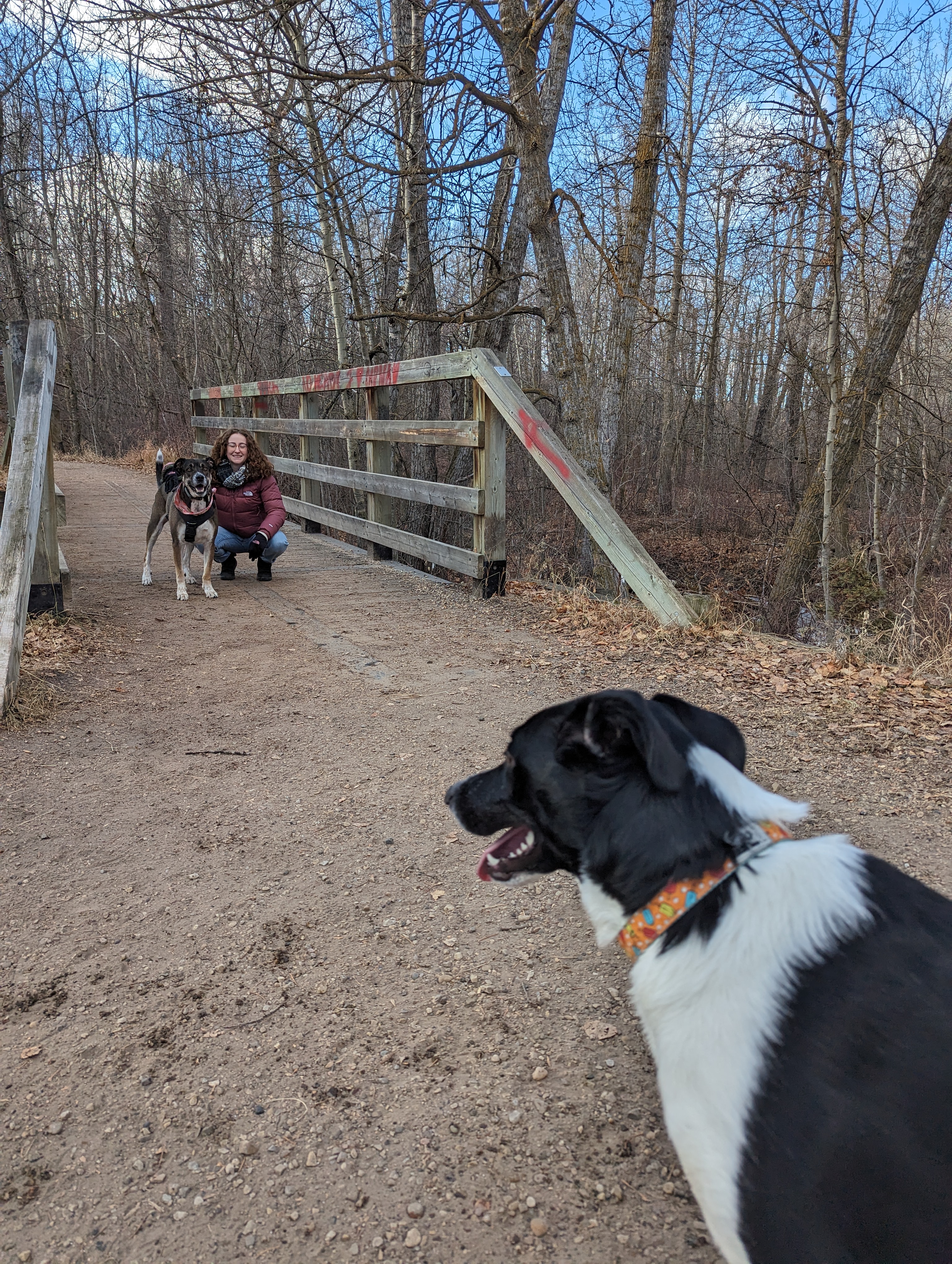 dog park